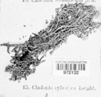 Image of Cladonia portentosa